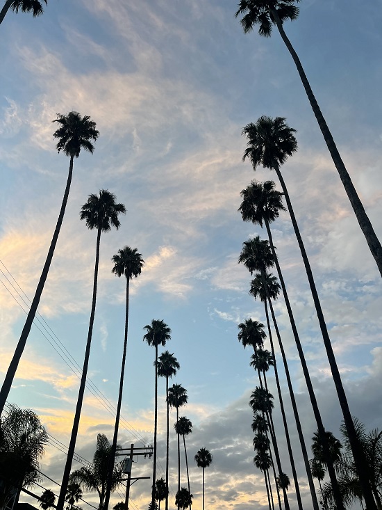 palm trees lining street against a blue cloudy sky